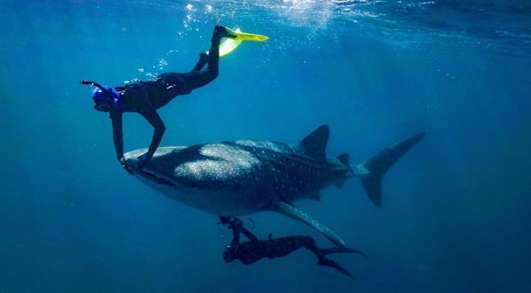 Whale shark has a liver ultra sound